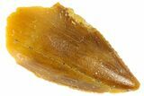 Serrated Raptor Premaxillary Tooth - Real Dinosaur Tooth #300819-1
